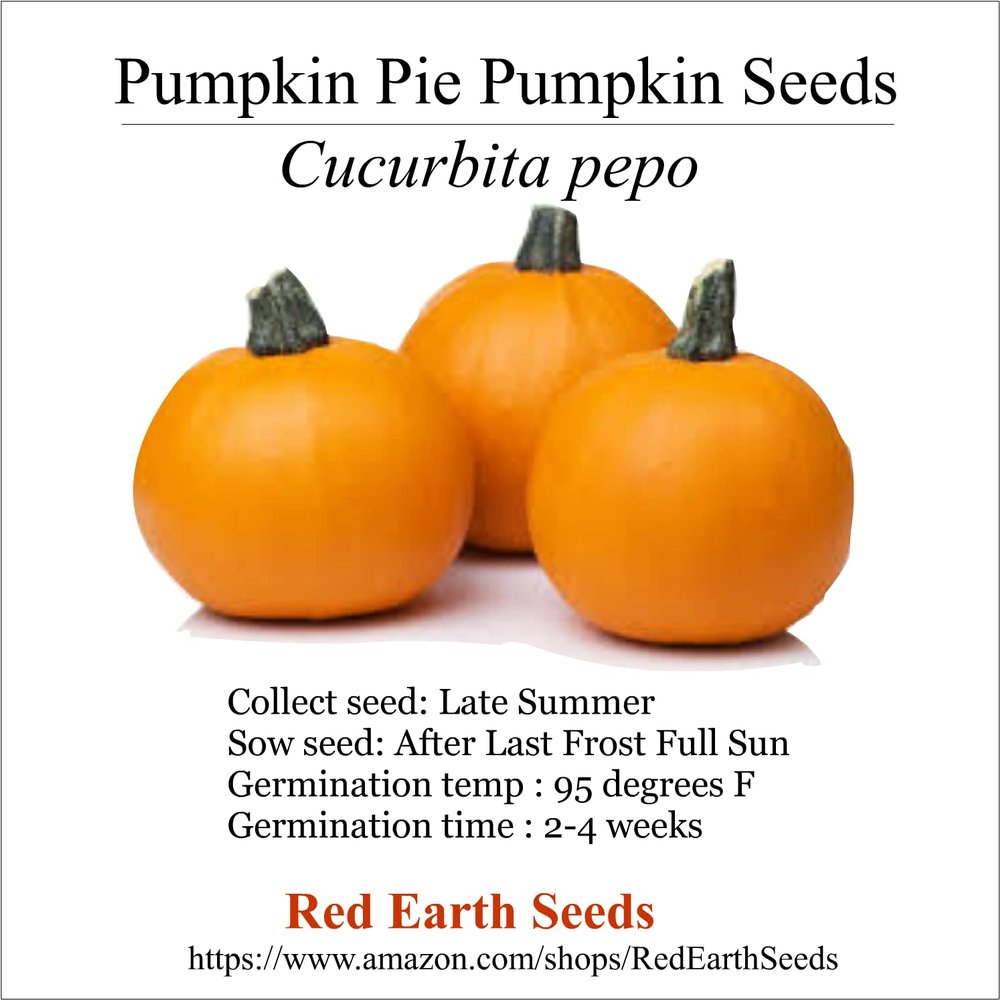Cucurbita Pepo - Pumpkin Pie Pumpkin 10 Seeds