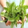 100% Natural Tea Mint Loose Leaves 1.76 oz / 50 gr Product of Ukrainian Carpathians (1 Pack) view 3