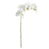 Napa Home & Garden, PHALAENOPSIS Orchid STEM 28" view 1