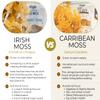IRISH Sea Moss from Ireland | WILDCRAFTED | Chondrus Crispus | Raw Irish Moss | Golden view 4