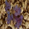 Black Ginger Powder (Kaempferia parviflora) by Majestic Herbs | 100g (3.5oz) |All Natural - No Additives - Non-GMO | Perfect for Teas, Coffee, Smoothies, and Baking view 4