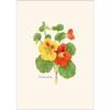 Earth Sky + Water - Nasturtium Notecard Set - 8 Blank Cards with Envelopes view 2