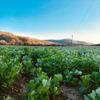 Organic Amelia Fava Beans - Bio Alberti Family Farm, Poggio Aquilone, Umbria - 1.1 lbs view 4