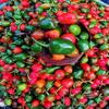 Authentic Nepali Akabare Khursani Powder Pickle Chhop Achar, Lemon & Gooseberry Mix Spicy - Natural Typical Nepali Flavor, Super Spicy Akabare Khursani Achar Chhop 200G view 4