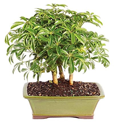 From You Flowers - Hawaiian Umbrella Bonsai for Birthday, Anniversary, Get Well or Celebration