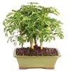 From You Flowers - Hawaiian Umbrella Bonsai for Birthday, Anniversary, Get Well or Celebration view 1
