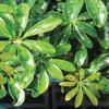 From You Flowers - Hawaiian Umbrella Bonsai for Birthday, Anniversary, Get Well or Celebration view 2