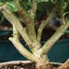 From You Flowers - Hawaiian Umbrella Bonsai for Birthday, Anniversary, Get Well or Celebration view 3