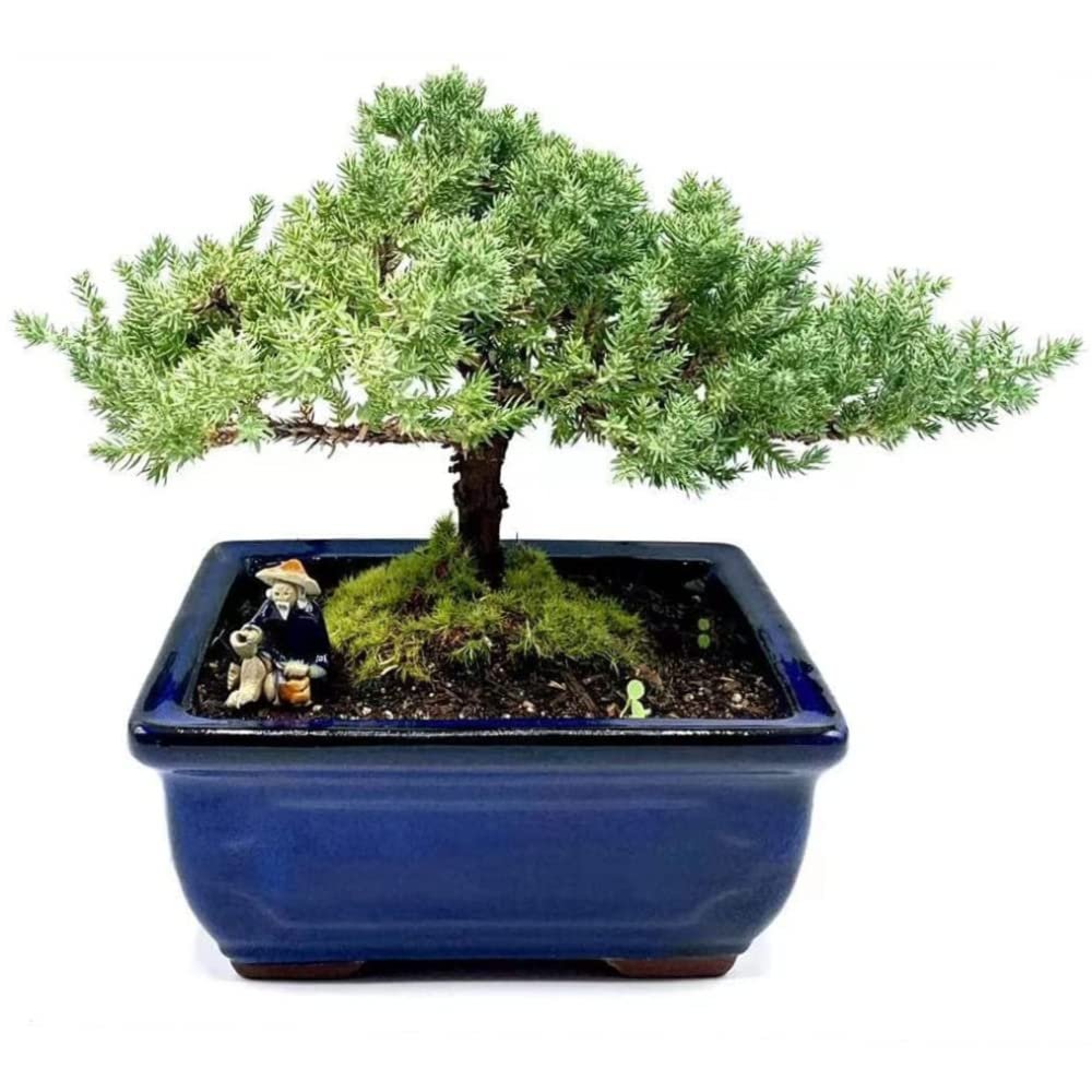 Live Dwarf Juniper Bonsai Tree | Indoor/Outdoor | 100% Handcrafted| Home and Office Dcor | Best Gift for Holiday (M)