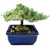 Live Dwarf Juniper Bonsai Tree | Indoor/Outdoor | 100% Handcrafted| Home and Office Dcor | Best Gift for Holiday (M) view 1
