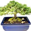Live Dwarf Juniper Bonsai Tree | Indoor/Outdoor | 100% Handcrafted| Home and Office Dcor | Best Gift for Holiday (M) view 2
