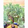 Live Dwarf Juniper Bonsai Tree | Indoor/Outdoor | 100% Handcrafted| Home and Office Dcor | Best Gift for Holiday (M) view 3