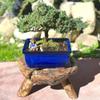 Live Dwarf Juniper Bonsai Tree | Indoor/Outdoor | 100% Handcrafted| Home and Office Dcor | Best Gift for Holiday (M) view 4