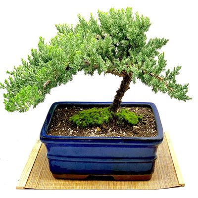 Live Dwarf Juniper Bonsai Tree | Indoor/Outdoor | 100% Handcrafted| Home and Office Dcor | Best Gift for Holiday (XL)