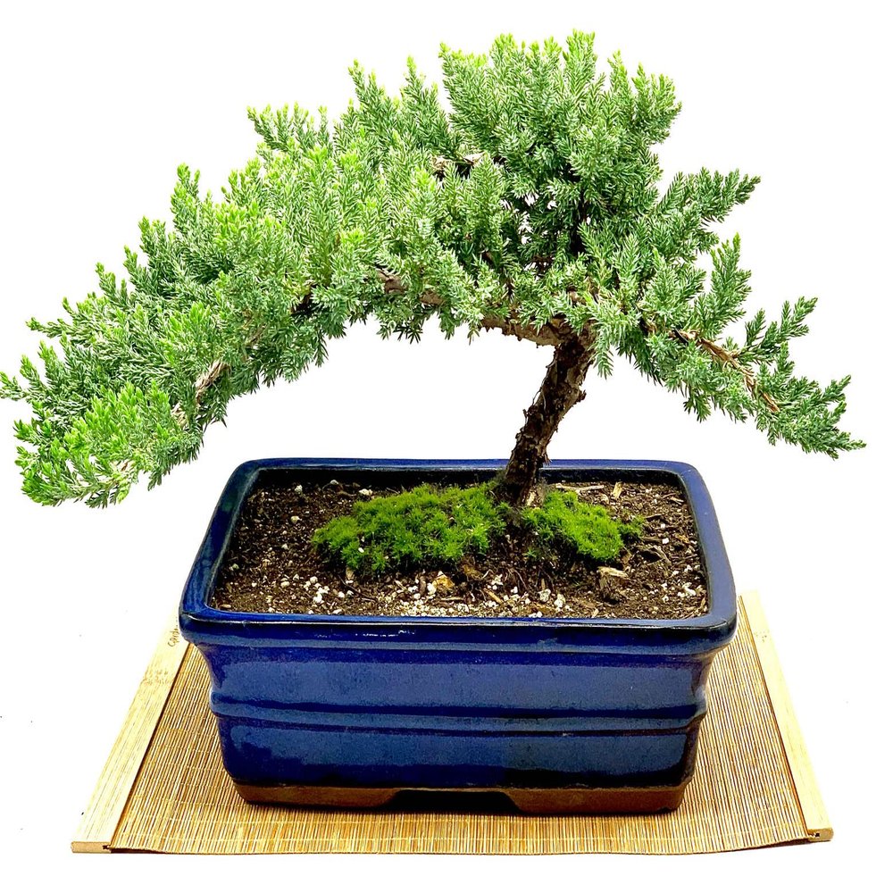 Live Dwarf Juniper Bonsai Tree | Indoor/Outdoor | 100% Handcrafted| Home and Office Dcor | Best Gift for Holiday (XL)