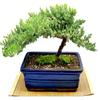 Live Dwarf Juniper Bonsai Tree | Indoor/Outdoor | 100% Handcrafted| Home and Office Dcor | Best Gift for Holiday (XL) view 1
