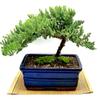 Live Dwarf Juniper Bonsai Tree | Indoor/Outdoor | 100% Handcrafted| Home and Office Dcor | Best Gift for Holiday (XL) view 2