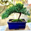 Live Dwarf Juniper Bonsai Tree | Indoor/Outdoor | 100% Handcrafted| Home and Office Dcor | Best Gift for Holiday (XL) view 3