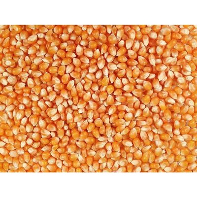 Grain Place Foods | Mushroom Popcorn Kernels | Pops in Ball Shape | Excellent as Kettle Corn or with Caramel | 2 lb Bag
