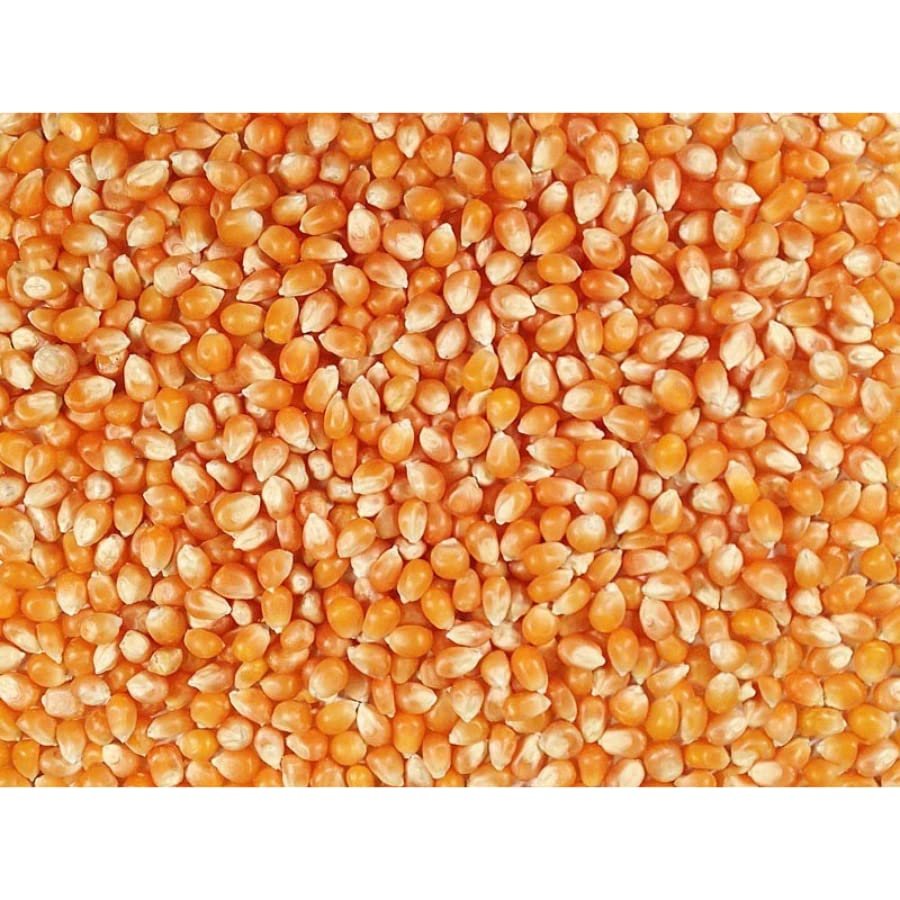 Grain Place Foods | Mushroom Popcorn Kernels | Pops in Ball Shape | Excellent as Kettle Corn or with Caramel | 2 lb Bag