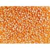 Grain Place Foods | Mushroom Popcorn Kernels | Pops in Ball Shape | Excellent as Kettle Corn or with Caramel | 2 lb Bag view 1
