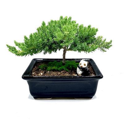 Live Dwarf Juniper Bonsai Tree 4-5years Old with Cute Ceramic Panda | Juniper or Jade Bonsai Tree | Indoor/Outdoor | 100% Handcrafted| Home and Office Dcor | Best Gift for Holiday