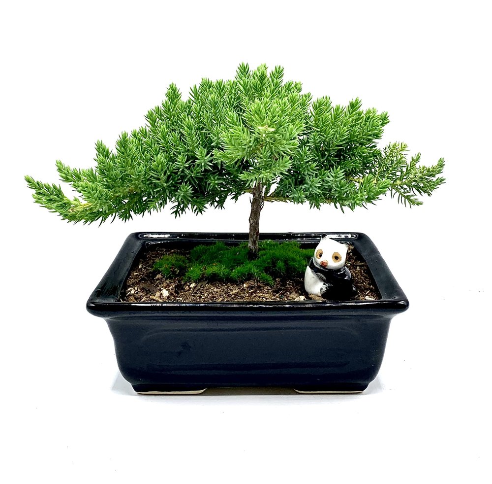 Live Dwarf Juniper Bonsai Tree 4-5years Old with Cute Ceramic Panda | Juniper or Jade Bonsai Tree | Indoor/Outdoor | 100% Handcrafted| Home and Office Dcor | Best Gift for Holiday