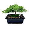Live Dwarf Juniper Bonsai Tree 4-5years Old with Cute Ceramic Panda | Juniper or Jade Bonsai Tree | Indoor/Outdoor | 100% Handcrafted| Home and Office Dcor | Best Gift for Holiday view 1