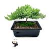 Live Dwarf Juniper Bonsai Tree 4-5years Old with Cute Ceramic Panda | Juniper or Jade Bonsai Tree | Indoor/Outdoor | 100% Handcrafted| Home and Office Dcor | Best Gift for Holiday view 3