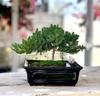 Live Dwarf Juniper Bonsai Tree 4-5years Old with Cute Ceramic Panda | Juniper or Jade Bonsai Tree | Indoor/Outdoor | 100% Handcrafted| Home and Office Dcor | Best Gift for Holiday view 4