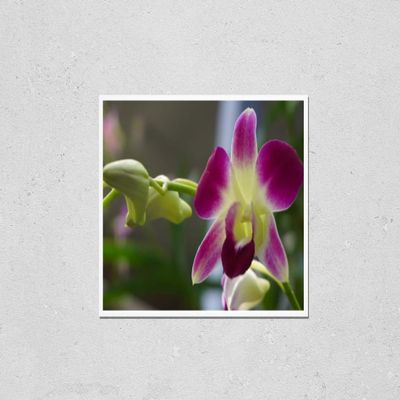 Wall Art Poster Print of Beautiful Pink Orchid Flowers Closeup. Dendrobium Orchid. Pink and White Orchid Isolated on Green Background. Orchid Flower in Garden.Dendrobium, Macro Orchids. Blue