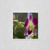 Wall Art Poster Print of Beautiful Pink Orchid Flowers Closeup. Dendrobium Orchid. Pink and White Orchid Isolated on Green Background. Orchid Flower in Garden.Dendrobium, Macro Orchids. Blue view 1