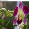 Wall Art Poster Print of Beautiful Pink Orchid Flowers Closeup. Dendrobium Orchid. Pink and White Orchid Isolated on Green Background. Orchid Flower in Garden.Dendrobium, Macro Orchids. Blue view 2