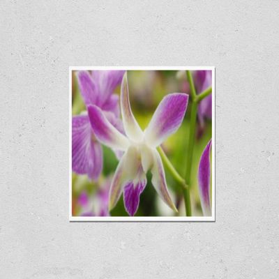Wall Art Poster Print of Beautiful Pink Orchid Flowers Closeup. Dendrobium Orchid. Pink and White Orchid Isolated on Green Background. Orchid Flower in Garden.Dendrobium, Macro Orchids. Blue