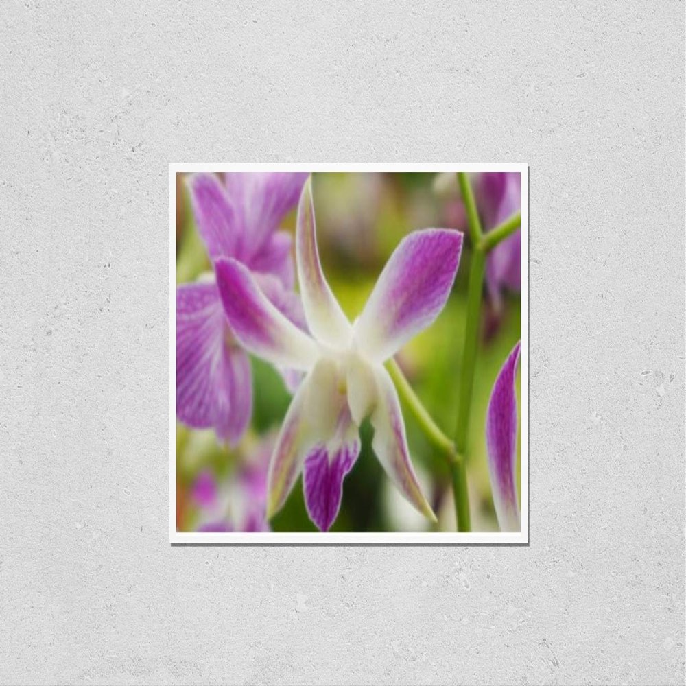 Wall Art Poster Print of Beautiful Pink Orchid Flowers Closeup. Dendrobium Orchid. Pink and White Orchid Isolated on Green Background. Orchid Flower in Garden.Dendrobium, Macro Orchids. Blue