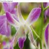 Wall Art Poster Print of Beautiful Pink Orchid Flowers Closeup. Dendrobium Orchid. Pink and White Orchid Isolated on Green Background. Orchid Flower in Garden.Dendrobium, Macro Orchids. Blue view 2