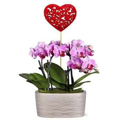 From You Flowers - I Miss You Mini Orchid Garden for Birthday, Anniversary, Get Well or Celebration