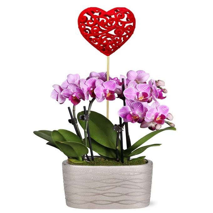From You Flowers - I Miss You Mini Orchid Garden for Birthday, Anniversary, Get Well or Celebration