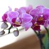 From You Flowers - I Miss You Mini Orchid Garden for Birthday, Anniversary, Get Well or Celebration view 2