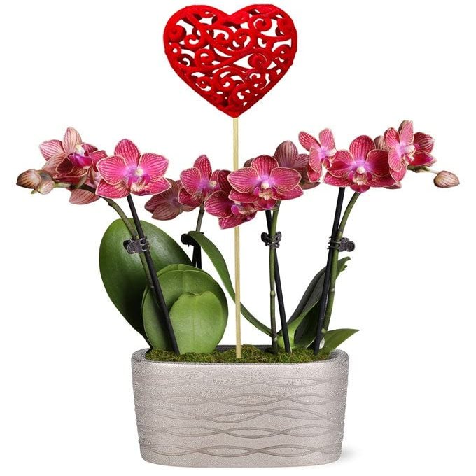 From You Flowers - Beating Hearts Mini Orchid Garden for Birthday, Anniversary, Get Well or Celebration