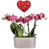 From You Flowers - Beating Hearts Mini Orchid Garden for Birthday, Anniversary, Get Well or Celebration view 1