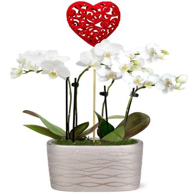 From You Flowers - Be Mine Mini Orchid Garden for Birthday, Anniversary, Get Well or Celebration