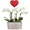 From You Flowers - Be Mine Mini Orchid Garden for Birthday, Anniversary, Get Well or Celebration view 1