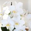 From You Flowers - Be Mine Mini Orchid Garden for Birthday, Anniversary, Get Well or Celebration view 2