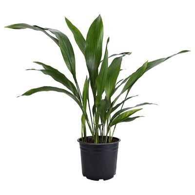 American Plant Exchange Cast Iron Plant Live 6-Inch Potted Evergreen, Low-Maintenance Hardy Houseplant, Drought-Tolerant & Low-Light Indoor Plant for Home, Office & Shade Gardens