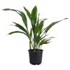 American Plant Exchange Cast Iron Plant Live 6-Inch Potted Evergreen, Low-Maintenance Hardy Houseplant, Drought-Tolerant & Low-Light Indoor Plant for Home, Office & Shade Gardens view 1