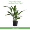 American Plant Exchange Cast Iron Plant Live 6-Inch Potted Evergreen, Low-Maintenance Hardy Houseplant, Drought-Tolerant & Low-Light Indoor Plant for Home, Office & Shade Gardens view 2