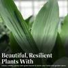 American Plant Exchange Cast Iron Plant Live 6-Inch Potted Evergreen, Low-Maintenance Hardy Houseplant, Drought-Tolerant & Low-Light Indoor Plant for Home, Office & Shade Gardens view 3