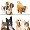 Small World Greetings Furry Friends Note Cards 12 Count - Blank Inside with White Envelopes - A2 Size 5.5" x 4.25" - Dog and Cat Stationery - All Occasion Birthday, Thank You, and More view 1