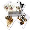 Small World Greetings Furry Friends Note Cards 12 Count - Blank Inside with White Envelopes - A2 Size 5.5" x 4.25" - Dog and Cat Stationery - All Occasion Birthday, Thank You, and More view 2